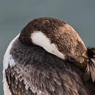 Cormoran géorgien