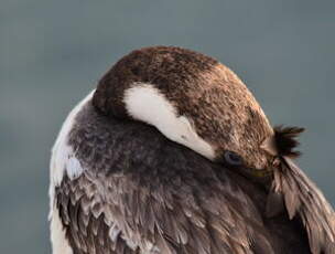 Cormoran géorgien