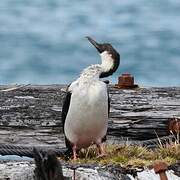 South Georgia Shag