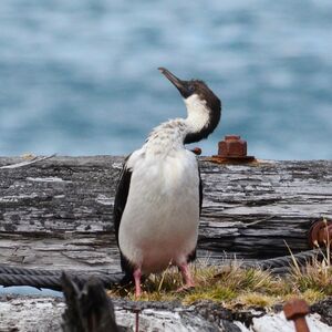 Cormoran géorgien