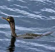 European Shag