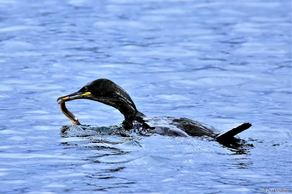 Cormoran huppé, identification, nage, régime