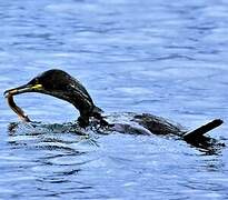 European Shag