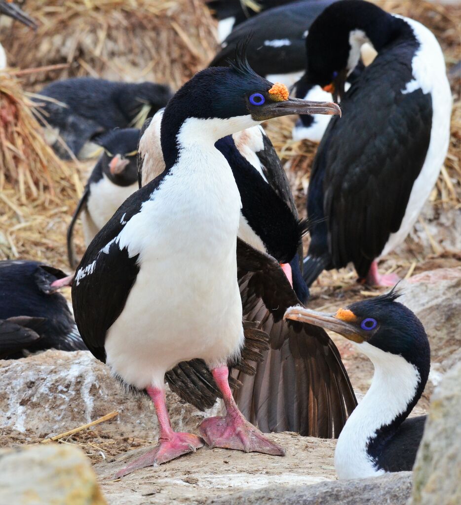 Cormoran impérialadulte nuptial, identification