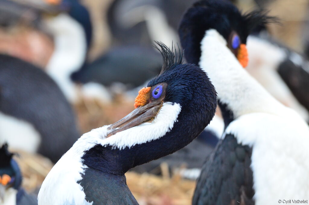 Cormoran impérialadulte, portrait, soins, pigmentation