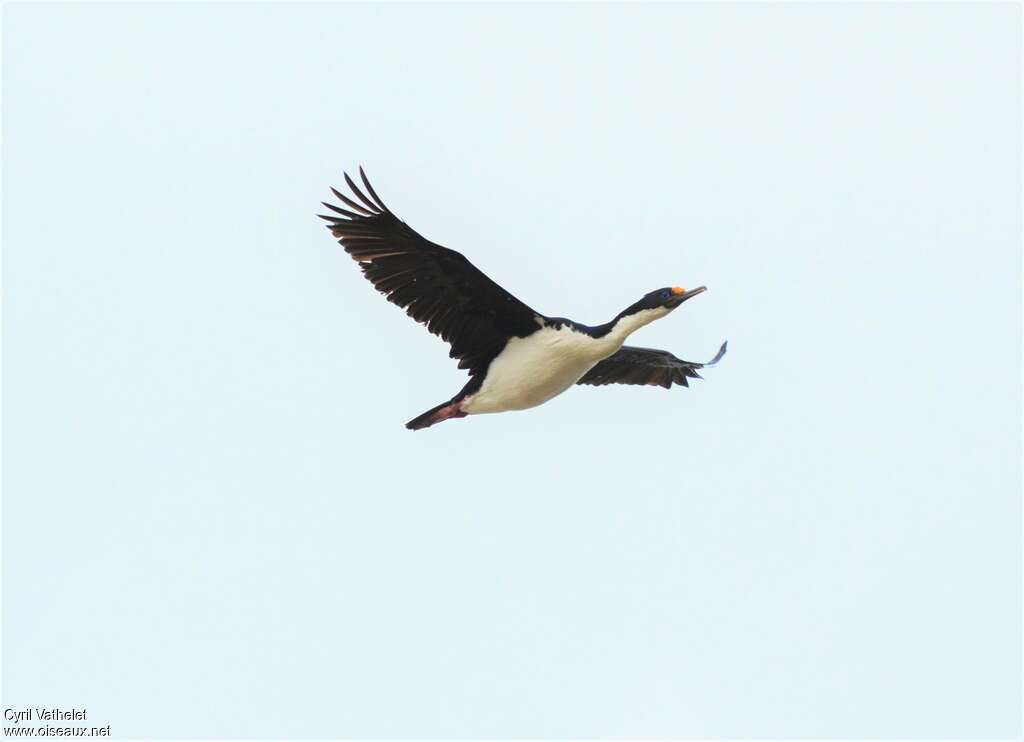 Imperial Shagadult breeding, Flight