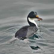 Imperial Shag