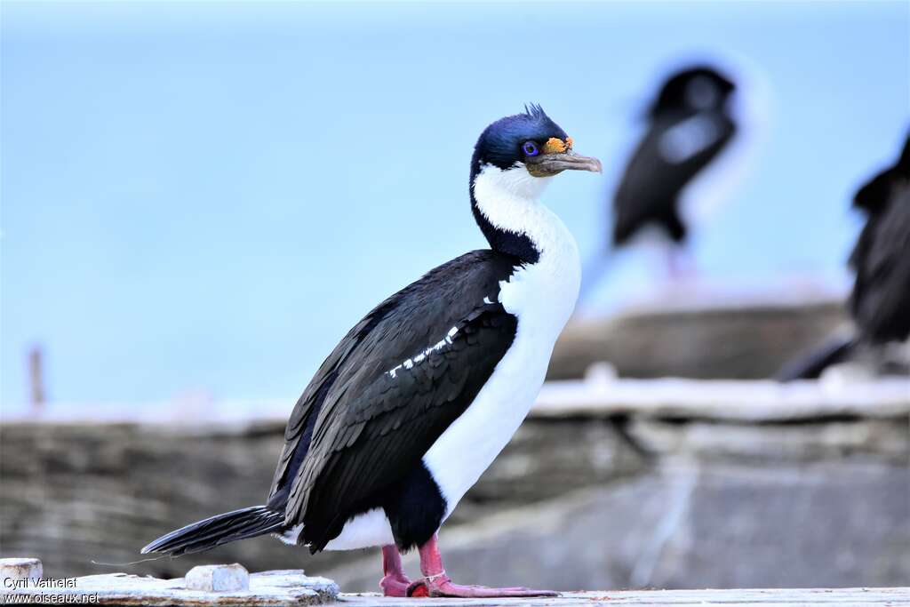 Imperial Shagadult breeding, identification