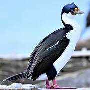 Imperial Shag