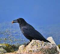 Carrion Crow