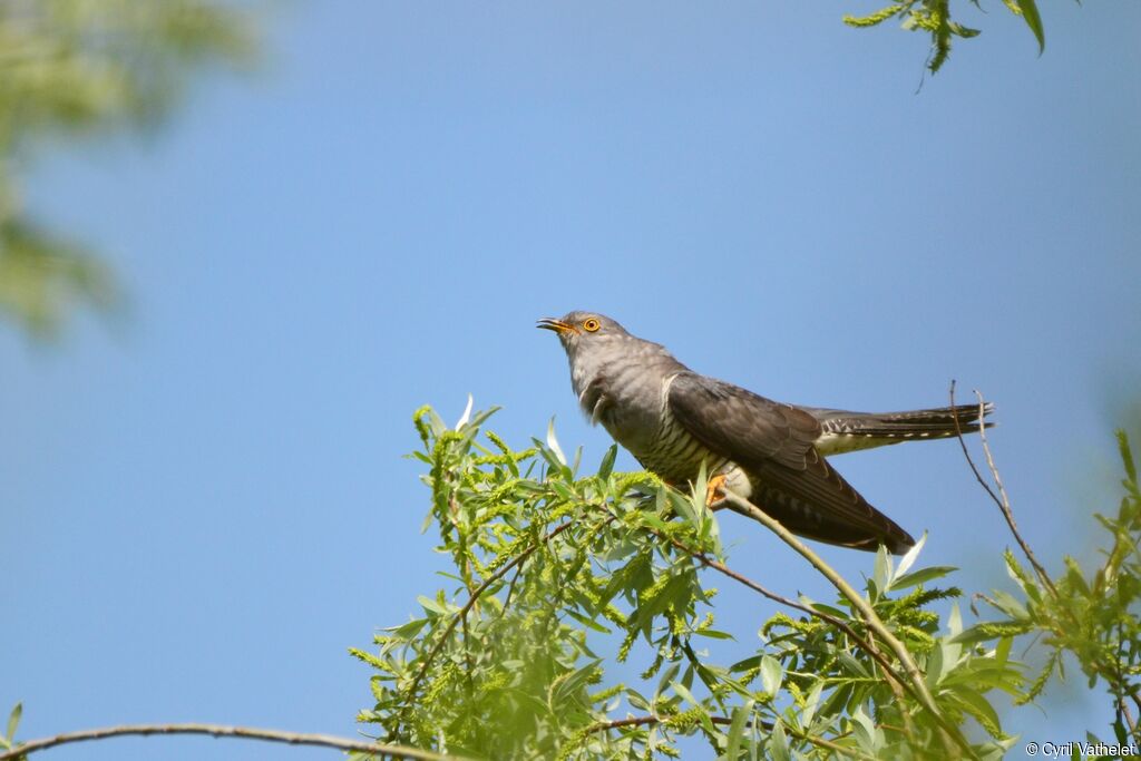 Common Cuckoo male adult