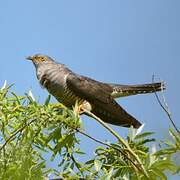 Common Cuckoo