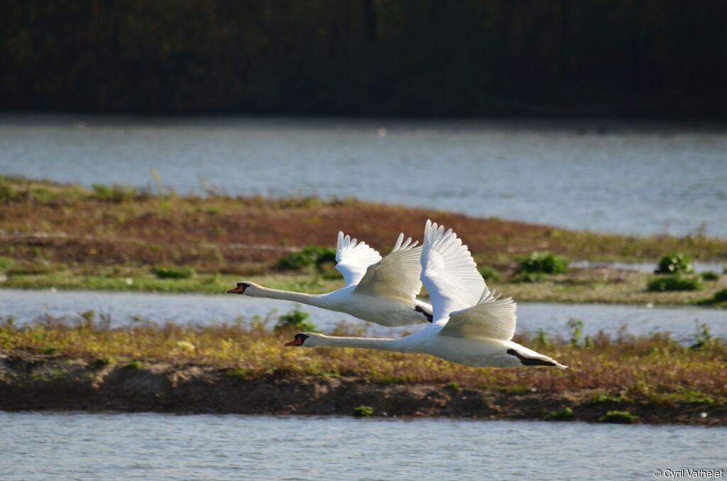 Cygne tuberculéadulte, composition, Vol