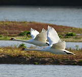 Cygne tuberculé