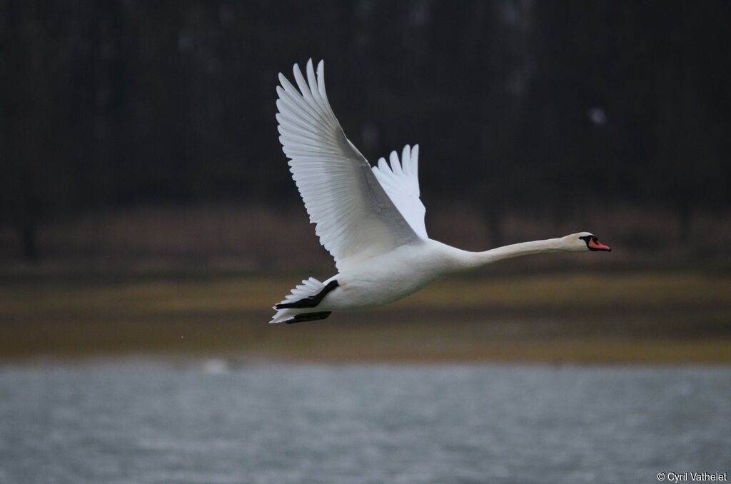 Mute Swanadult, identification, aspect, Flight