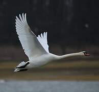 Mute Swan