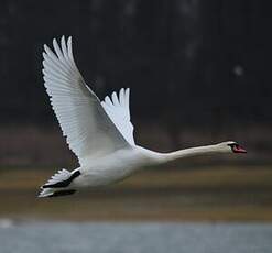 Cygne tuberculé