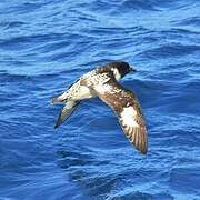 Cape Petrel