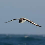 Cape Petrel