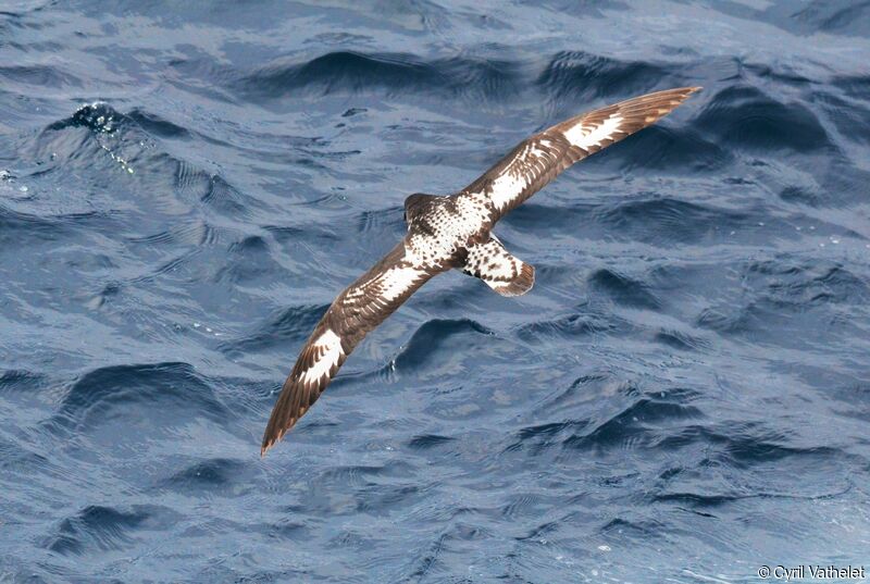Cape Petrel, identification, aspect, pigmentation, Flight