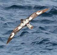 Cape Petrel