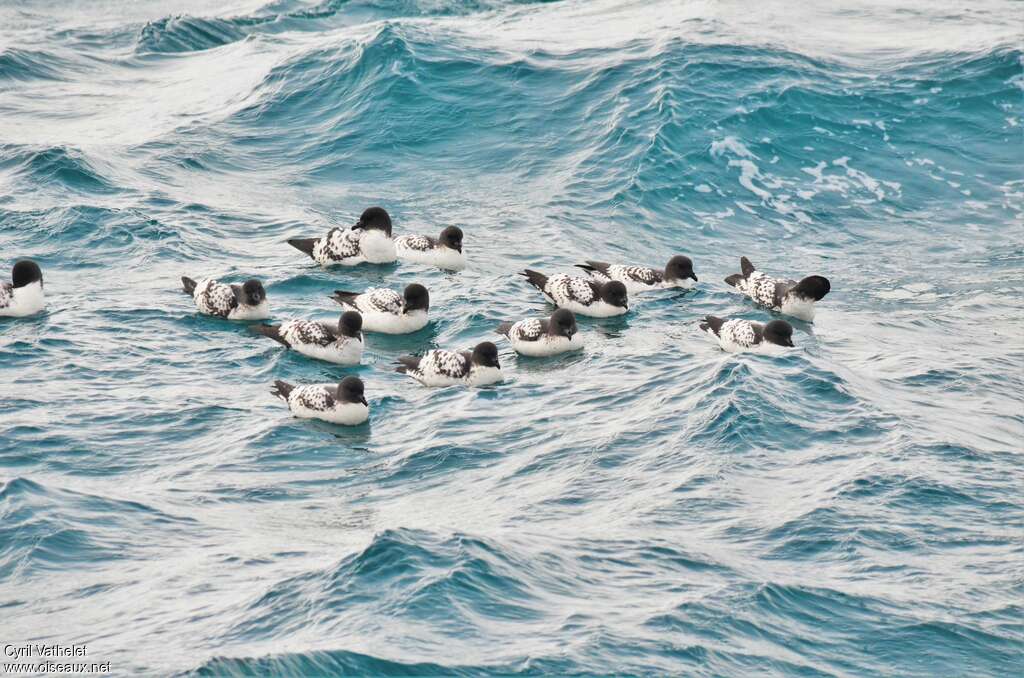 Cape Petreladult, habitat, pigmentation, swimming