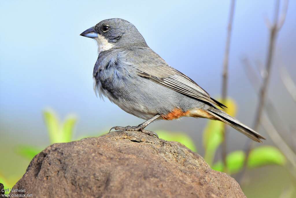 Diuca grisadulte, identification