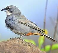 Common Diuca Finch