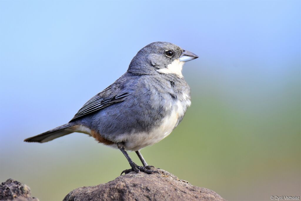 Diuca grisadulte, identification