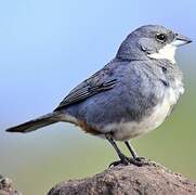 Common Diuca Finch