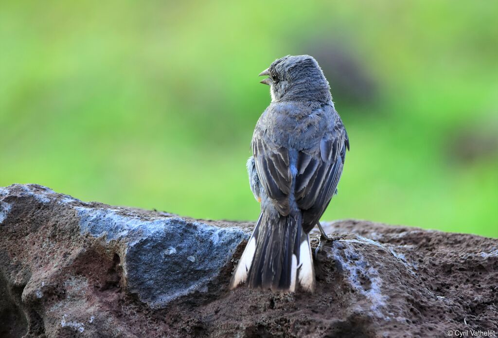 Common Diuca Finchadult, identification