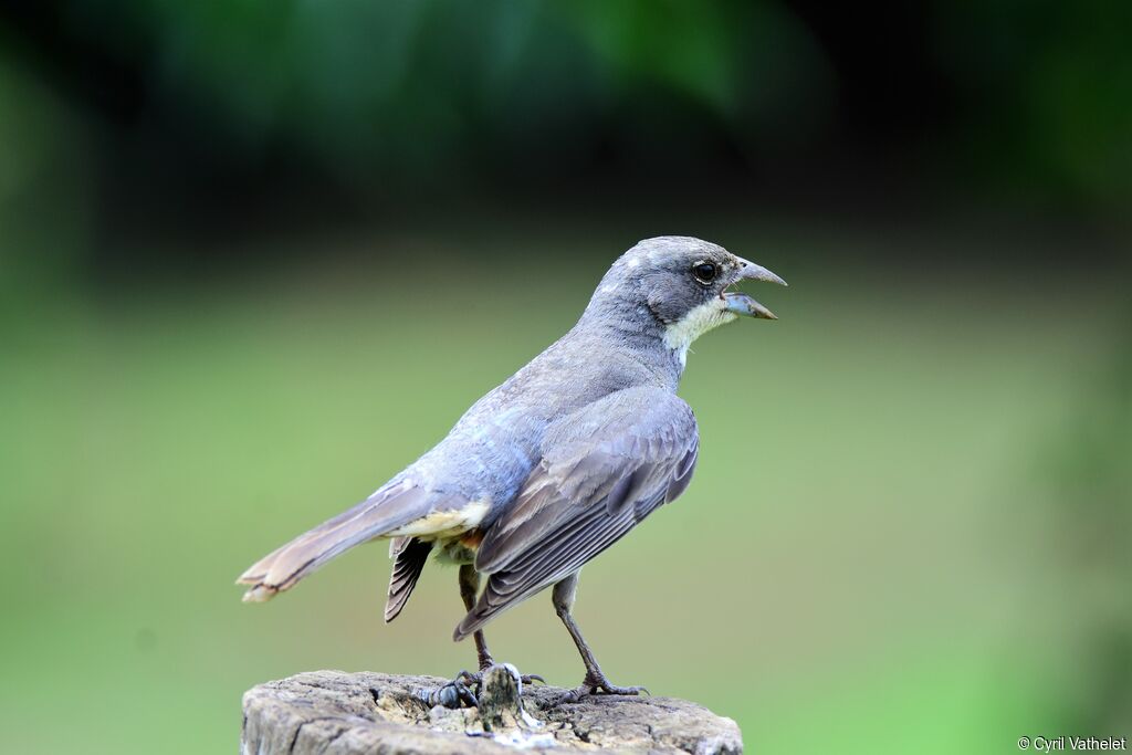 Diuca Finchadult, identification, aspect, pigmentation, song