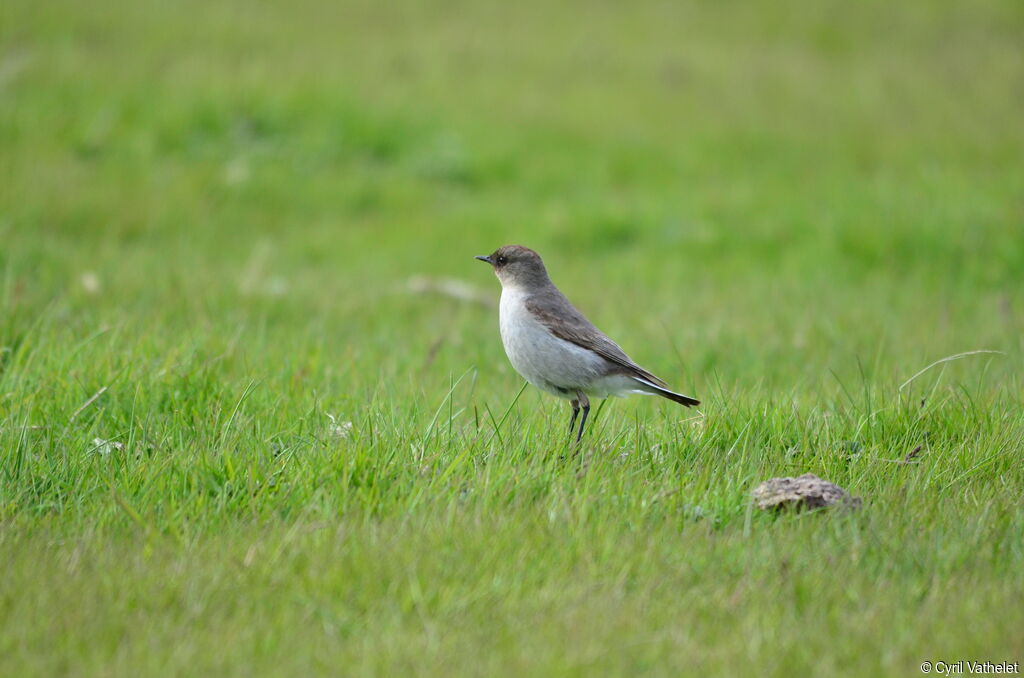 Dark-faced Ground Tyrantadult, identification, habitat, aspect, pigmentation