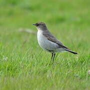 Dark-faced Ground Tyrant