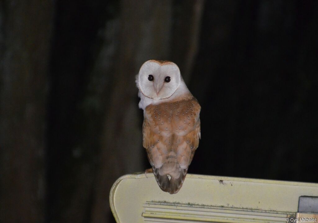 Western Barn Owl, identification