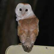 Western Barn Owl