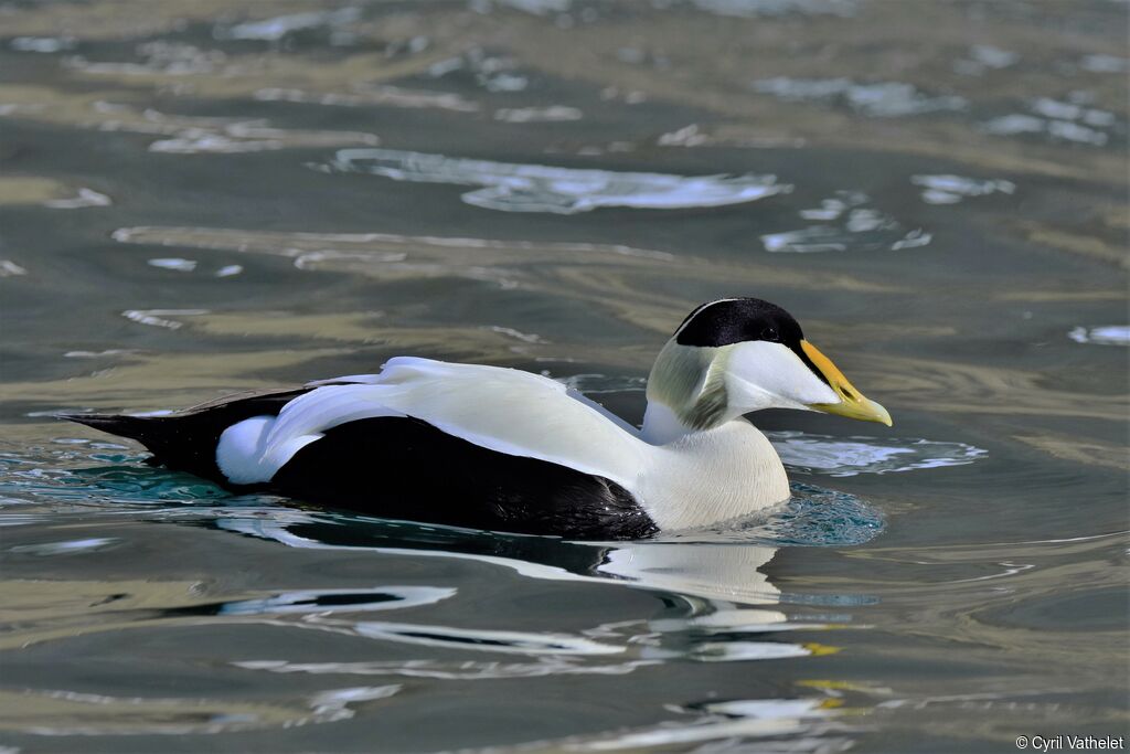 Common Eider male adult breeding, identification, aspect, swimming