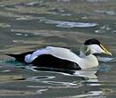 Eider à duvet