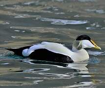 Common Eider