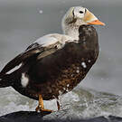 Eider à lunettes