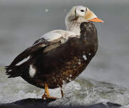 Eider à lunettes