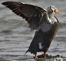 Eider à lunettes