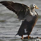 Eider à lunettes