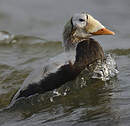 Eider à lunettes
