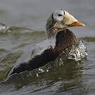 Eider à lunettes