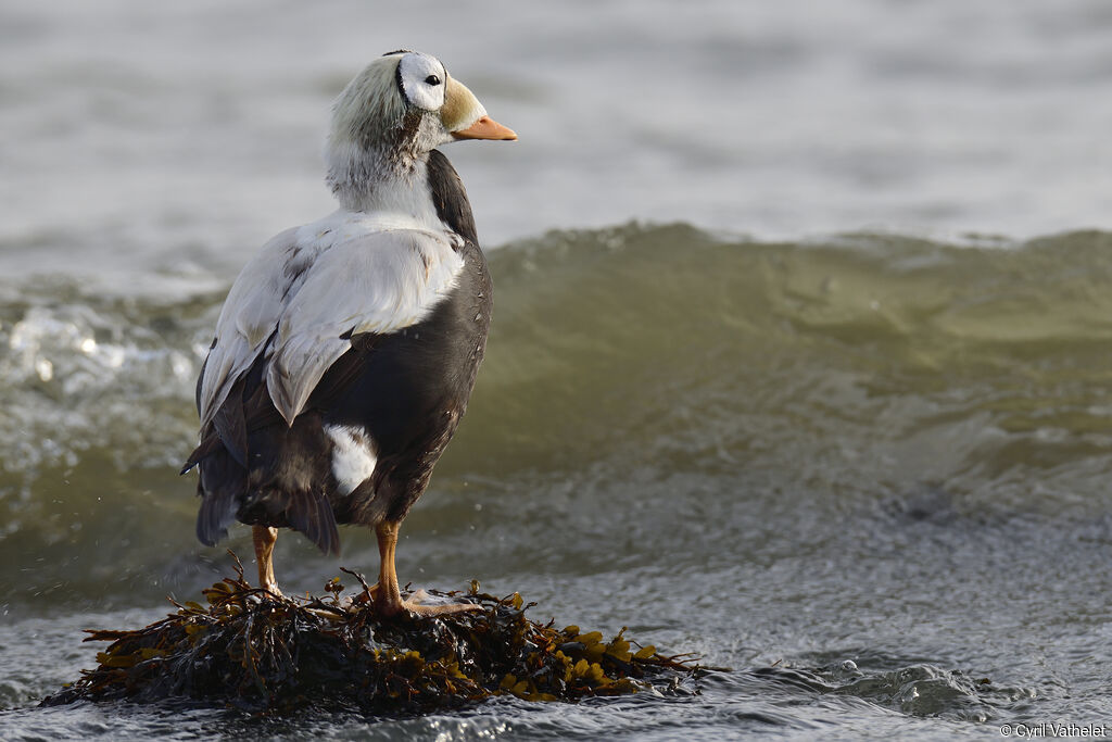 Eider à lunettes