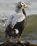 Eider à lunettes