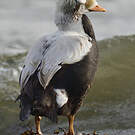 Eider à lunettes