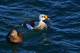 Eider à tête grise