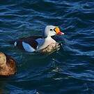 Eider à tête grise